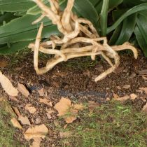 Prodotto Pianta di felce artificiale con zolla di radici per decorazione di casa e ufficio, 57 cm