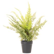Prodotto Pianta di felce artificiale in vaso per interni, 40 cm