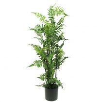 Felce arbustiva in vaso verde 80 cm