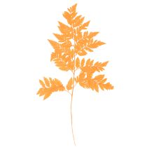 Prodotto Fronde di felce essiccate e conservate per composizioni floreali e decorazioni autunnali, 42 cm, 10 pezzi