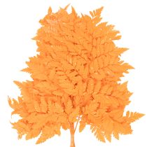 Prodotto Fronde di felce essiccate e conservate per composizioni floreali e decorazioni autunnali, 42 cm, 10 pezzi