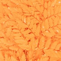 Prodotto Fronde di felce essiccate e conservate per composizioni floreali e decorazioni autunnali, 42 cm, 10 pezzi