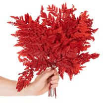 Prodotto Fronde di felce conservate e tinte, vere felci per composizioni autunnali, 42 cm, 10 pezzi