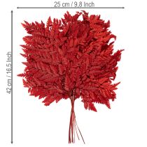 Prodotto Fronde di felce conservate e tinte, vere felci per composizioni autunnali, 42 cm, 10 pezzi