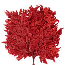 Prodotto Fronde di felce conservate e tinte, vere felci per composizioni autunnali, 42 cm, 10 pezzi