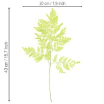 Prodotto Felci: materiale naturale stabilizzato di alta qualità per progetti decorativi di lunga durata, 40 cm, 10 pezzi