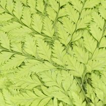Prodotto Felci: materiale naturale stabilizzato di alta qualità per progetti decorativi di lunga durata, 40 cm, 10 pezzi