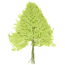 Prodotto Felci: materiale naturale stabilizzato di alta qualità per progetti decorativi di lunga durata, 40 cm, 10 pezzi