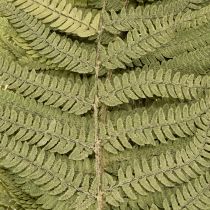 Prodotto Felce essiccata e conservata. Perfetta per decorazioni naturali per la casa. 80 cm