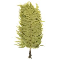 Prodotto Felce essiccata e conservata. Perfetta per decorazioni naturali per la casa. 80 cm