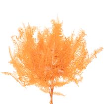 Prodotto Ramo di felce, felce conservata, decorazione essiccata per composizioni, 60 cm, 10 pezzi