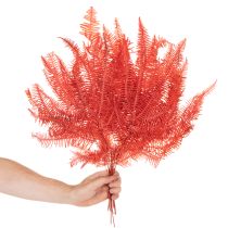 Prodotto Felci, fiori secchi conservati, decorazione autunnale, 60 cm, 10 pezzi