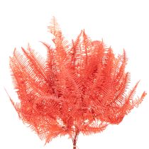 Prodotto Felci, fiori secchi conservati, decorazione autunnale, 60 cm, 10 pezzi