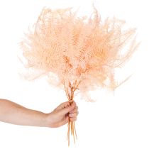 Prodotto Fronde di felce essiccate, decorazione per vasi, 60 cm, 10 pezzi