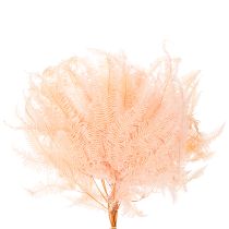 Prodotto Fronde di felce essiccate, decorazione per vasi, 60 cm, 10 pezzi