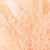 Prodotto Fronde di felce essiccate, decorazione per vasi, 60 cm, 10 pezzi