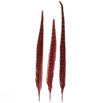 Prodotto Piume Di Fagiano Rosso Decorazione Di Piume Vere Rosso Vino 35-45cm 9 pz
