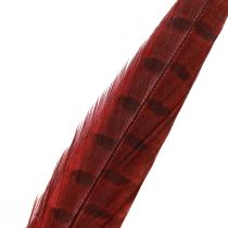 Prodotto Piume Di Fagiano Rosso Decorazione Di Piume Vere Rosso Vino 35-45cm 9 pz
