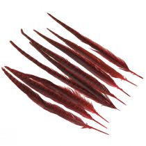 Prodotto Piume Di Fagiano Rosso Decorazione Di Piume Vere Rosso Vino 35-45cm 9 pz