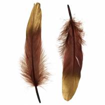 Piume bordeaux, oro 18-23 cm 24 pezzi