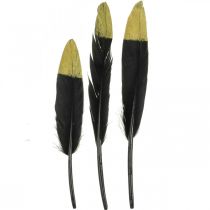 Piume decorative nere, piume vere dorate per artigianato 12-14cm 72p