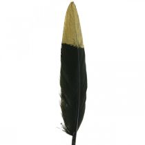 Piume decorative nere, piume vere dorate per artigianato 12-14cm 72p