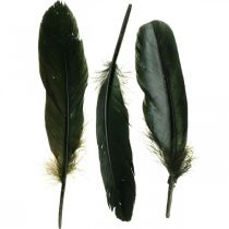 Prodotto Piume decorative piume di uccelli nere per la lavorazione 14-17 cm 20 g