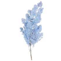 Prodotto Asparagi decorativi con piume azzurre, fiori secchi di asparagi 55-70 cm