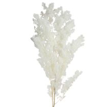 Prodotto Asparagi primaverili Asparagi conservati Bianchi 55-70cm 100g