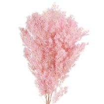 Prodotto Asparagi piuma decorazione secca Asparagi rosa 55-70cm 100g