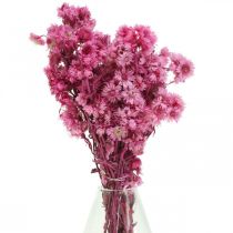 Mini Fiore Di Paglia Rosa Fiori Secchi Fiore Di Roccia H20cm 15g
