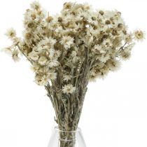 Mini Fiore Di Paglia Bianco Fiori Secchi Deco Fiore Di Roccia H20cm 15g