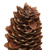 Prodotto Coni di abete rosso coni decorativi naturali per l&#39;artigianato 10-11 cm 5 pz