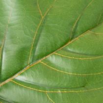Prodotto Ficus lyrata artificiale, 120 cm, decorativo per soggiorno