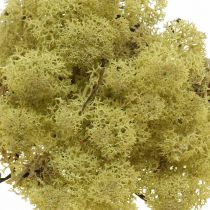 Prodotto Muschio decorativo verde muschio di kiwi per l'artigianato, essiccato, tinto 500 g