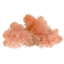 Prodotto Deco muschio renna rosa muschio 400g