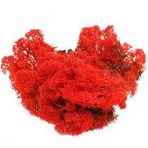 Muschio di renna rosso muschio decorativo per artigianato 400 g