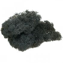 Deco muschio muschio di renna conservato nero per artigianato 400 g