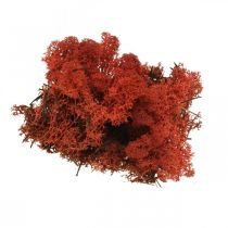 Muschio decorativo rosso Siena Muschio naturale per artigianato, essiccato, colorato 500g
