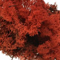Muschio decorativo rosso Siena Muschio naturale per artigianato, essiccato, colorato 500g