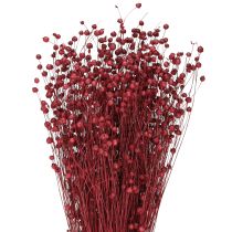 Prodotto Decorazione secca di lino rosso bordeaux, fiori secchi L55cm 80g
