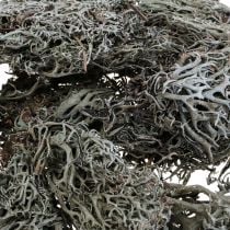 Lichene lichene muschio albero muschio deco muschio natura 1kg