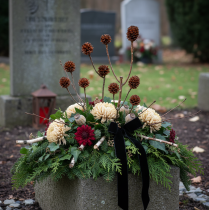 Prodotto Glabrum Leucospermum Fiori secchi 25-40 cm 25 pezzi