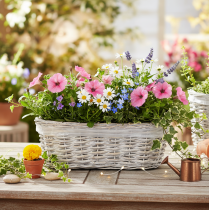 Prodotto Cesto da fiori con inserto in lamina, ovale, bianco, 37 cm