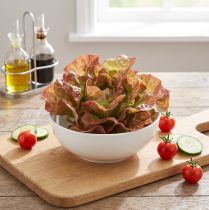 Prodotto Lattuga artificiale Lollo Rosso cespo decorativo Ø20cm