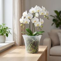 Prodotto Vaso in plastica “Irys” trasparente Ø17cm 1 pz