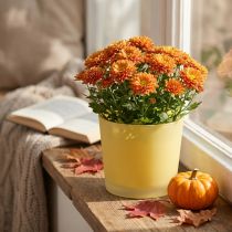 Prodotto Vaso per fiori in vetro vaso per piante giallo vasca in vetro Ø14,5 cm H12,5 cm