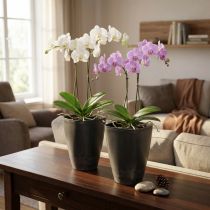 Prodotto Vaso per orchidee, vaso per fiori, plastica, antracite, 13,5x13x16,5cm, 2 pezzi
