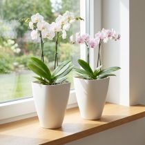 Prodotto Vaso di fiori in plastica, vaso per orchidee, bianco, altezza 16,5 cm, 2 pezzi