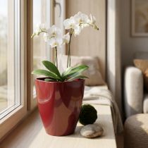 Prodotto Vaso per orchidee lucido Ø12,5 cm Bordeaux 1 pz